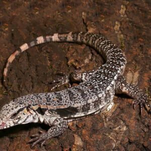 yearling super red tegu for sale