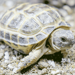horsefield tortoises for sale