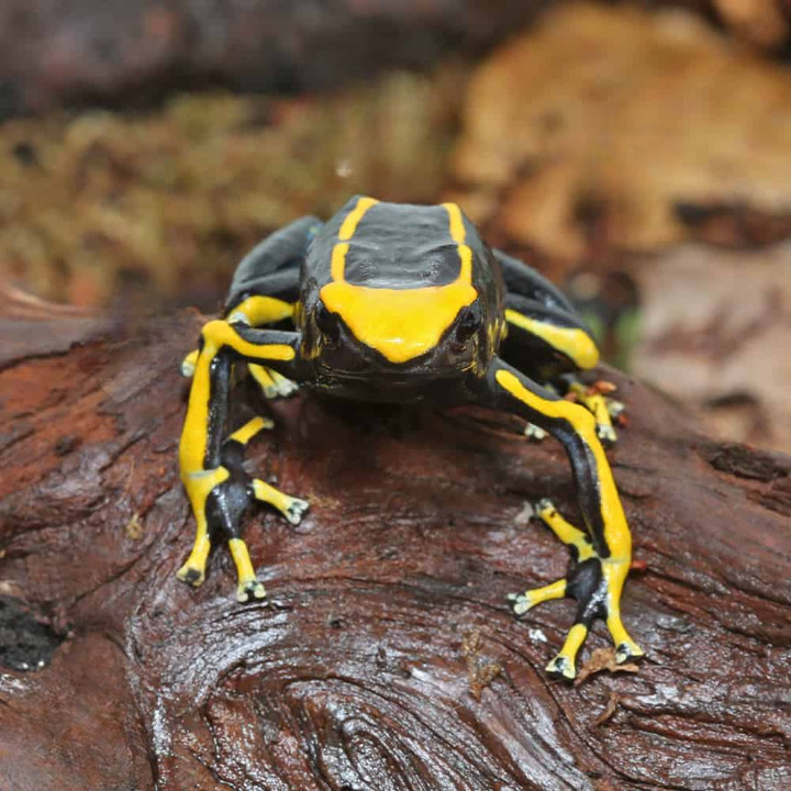 adult alanis tinctorius dart frog cleanup