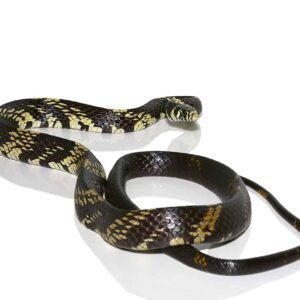 guyana tiger ratsnake for sale