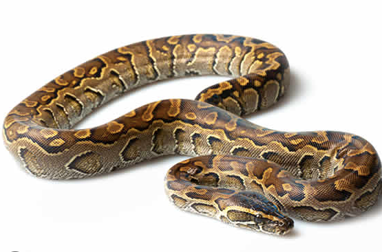 african rock python for sale 1 e1754715363217