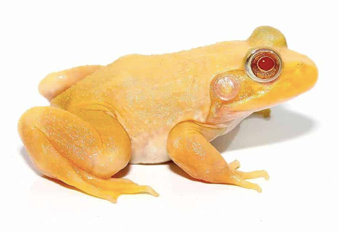 Albino Bullfrog For Sale albino bullfrog 1