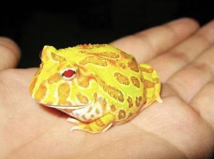 albino pacman frog for sale 1