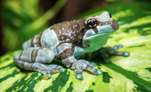 amazon milk frog for sale 1