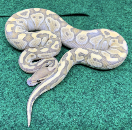 baby butter ball python