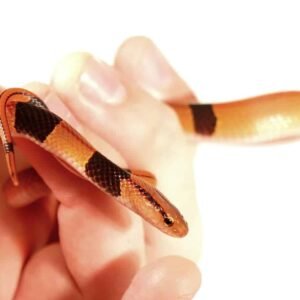baby chinese bamboo ratsnake for sale