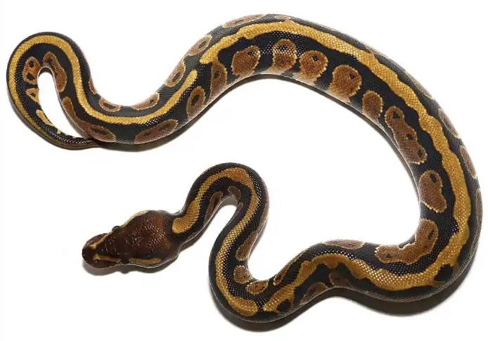 Baby Dinker Ball Pythons For Sale baby dinker ball pythons
