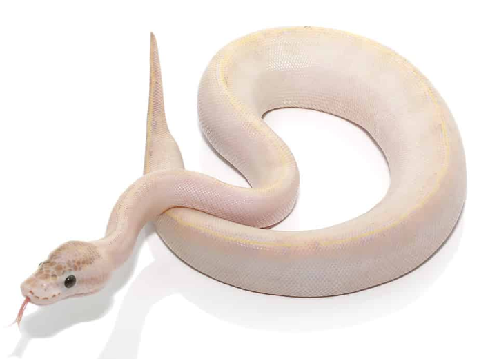 baby male ivory ball python