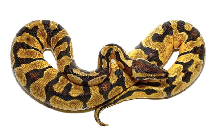baby pastel enchi ball python