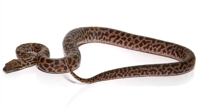 baby spotted python