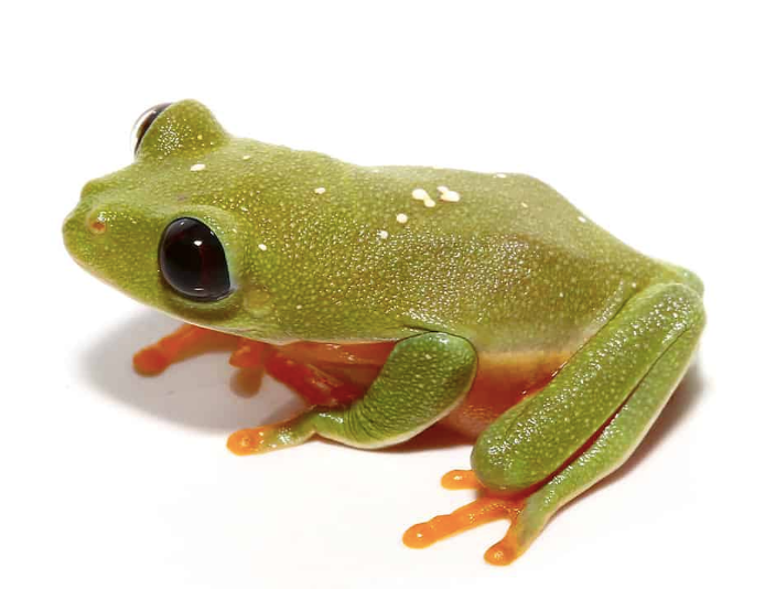 Black Eyed Tree Frog For Sale black eyed tree frog