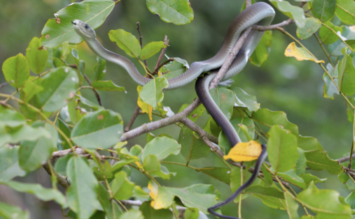 black mamba for sale 1