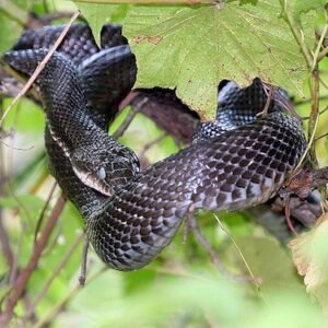 black rat snake for sale