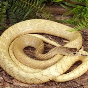 blonde indo chinese rat snake for sale