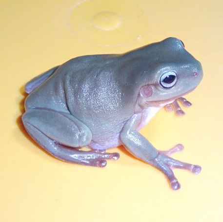 Blue Eyed Whites Tree Frog for Sale blue eyed whites tree frog for sale