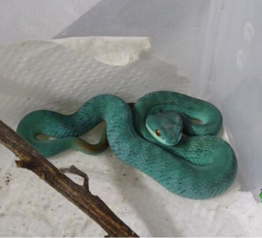 blue komodo island viper