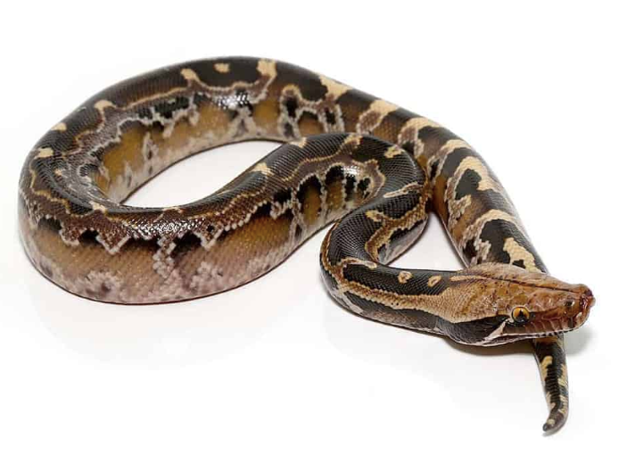 borneo blood python