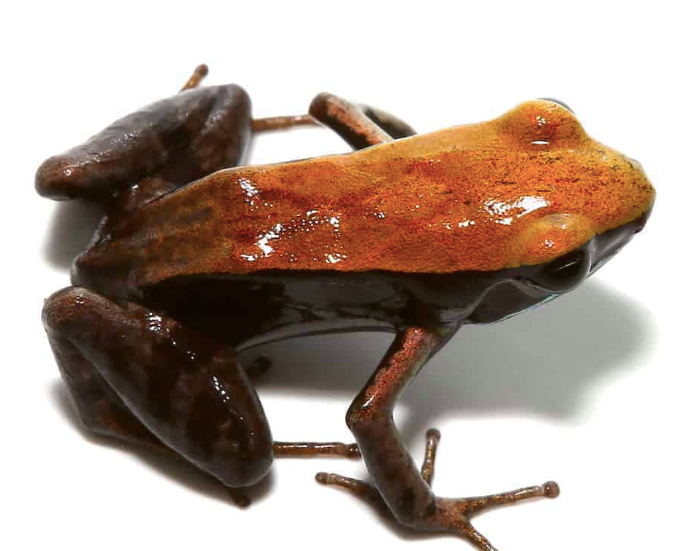 Bronze Mantella For Sale bronze mantella e1756303567557