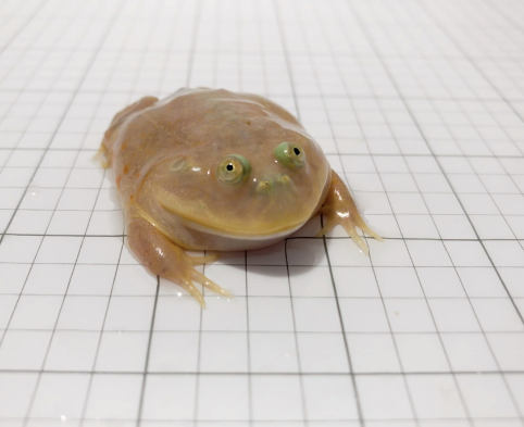 budgetts frog for sale