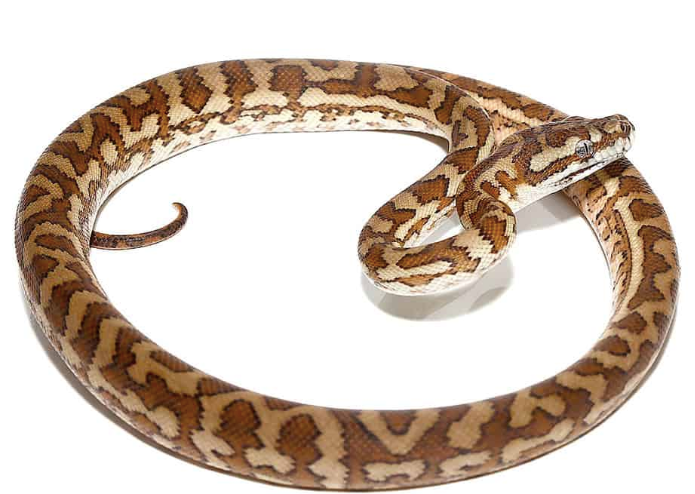 caramel carpet python