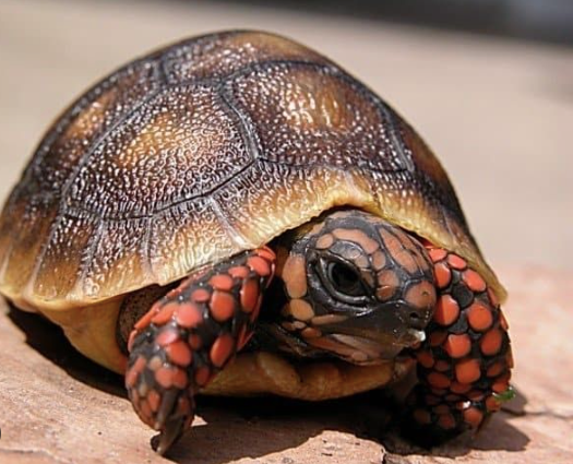 Cherry Head Red Foot Tortoise for Sale cherry head red foot tortoise for sale 1