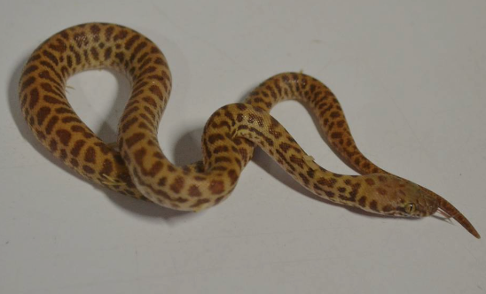 childrens python for sale