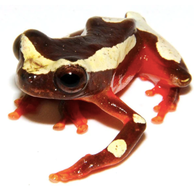 clown tree frog for sale e1756304119546