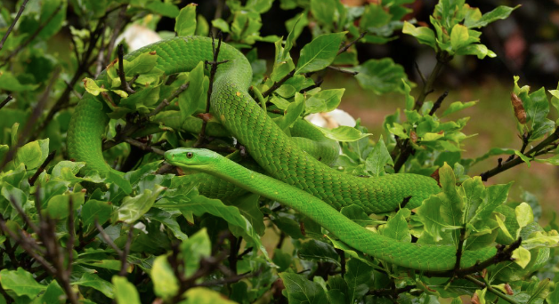 eastern green mamba for sale