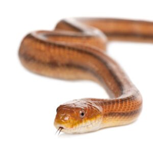 everglades rat snake for sale