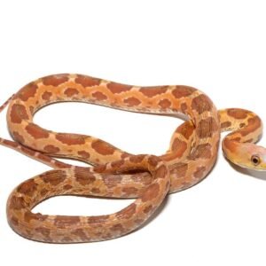 scaleless everglades ratsnake for sale