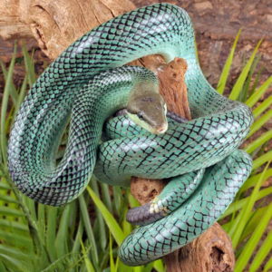 blue red tail green ratsnake for sale