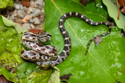 gray rat snake for sale gray rat snake for sale