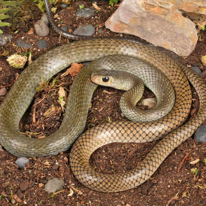 indo chinese rat snake for sale indo chinese rat snake for sale