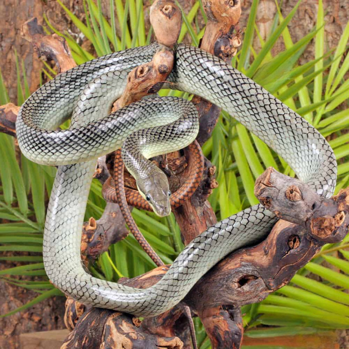 platinum red tailed green ratsnake for sale platinum red tailed green ratsnake for sale