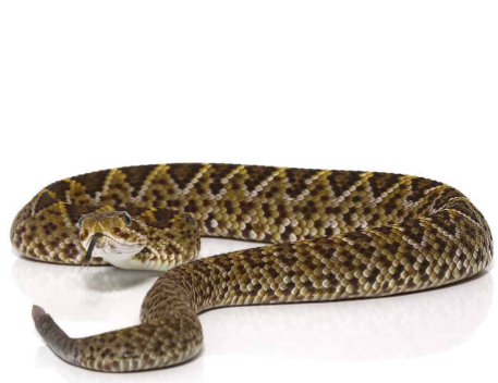 mexican west coast rattlesnake for sale