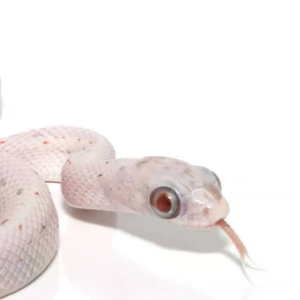 baby ultramel palmetto cornsnake for sale