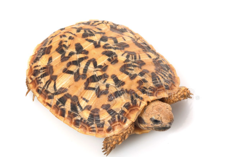 pancake tortoise for sale 1