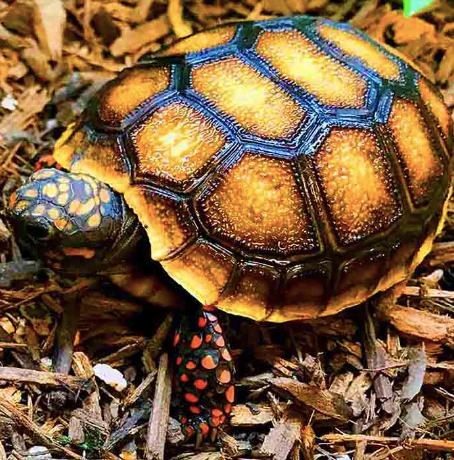 Red Foot Tortoise for Sale red foot tortoise for sale 1