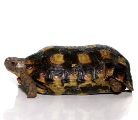 spekes hingeback tortoise for sale