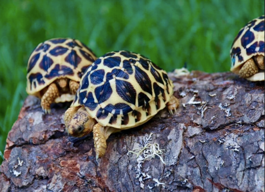 sri lankan star tortoise for sale 1