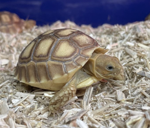 sulcata tortoise for sale 1