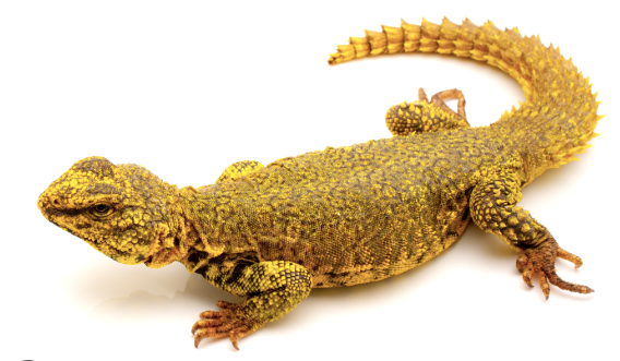 Super Yellow Uromastyx For Sale super yellow uromastyx for sale