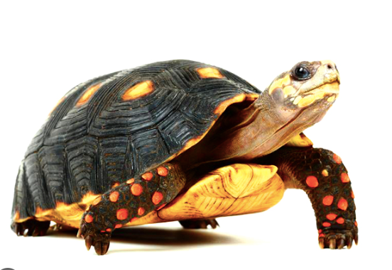 suriname redfoot tortoise for sale