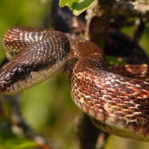 texas rat snake for sale