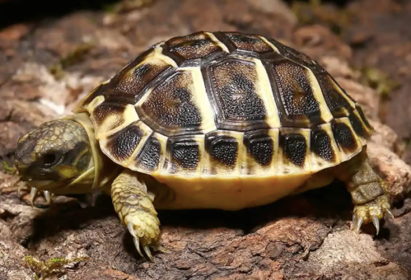 tuscan western hermanns tortoise 600x409 1