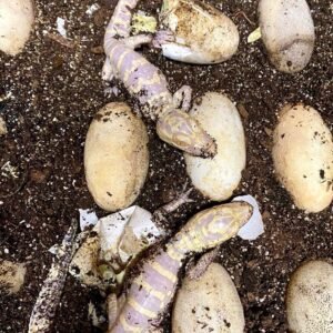 hatchling albino alligator for sale