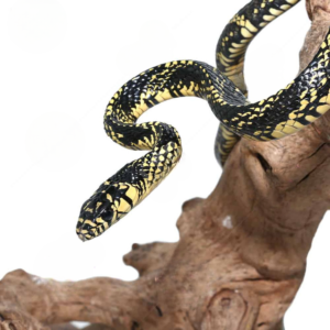 yearling nicaraguan tiger ratsnake for sale