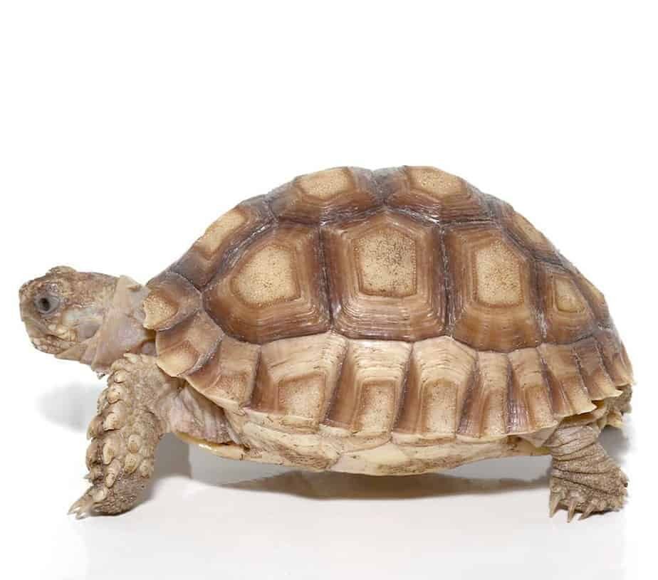 yearling sulcata tortoise e1744234413853