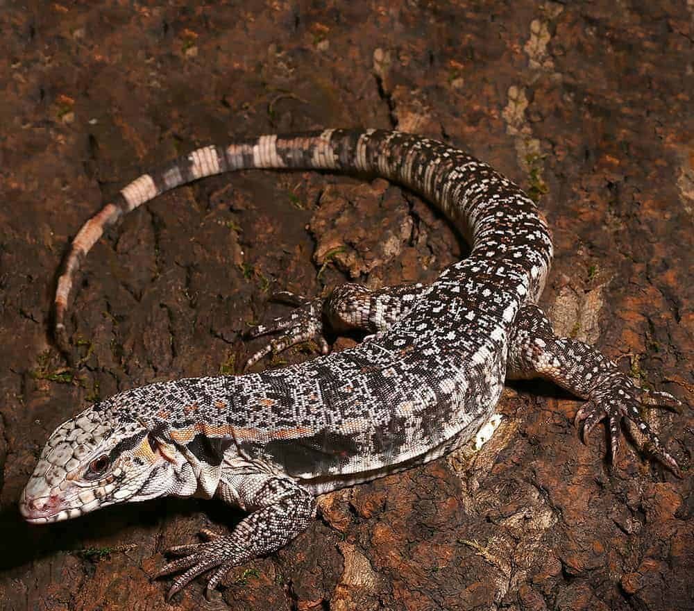 Yearling Super Red Tegu For Sale yearling super red tegu e1722145257973