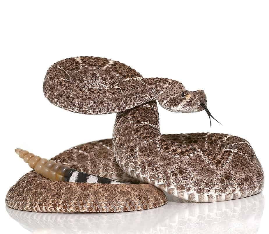 yearling western diamondback rattlesnake e1722041463195